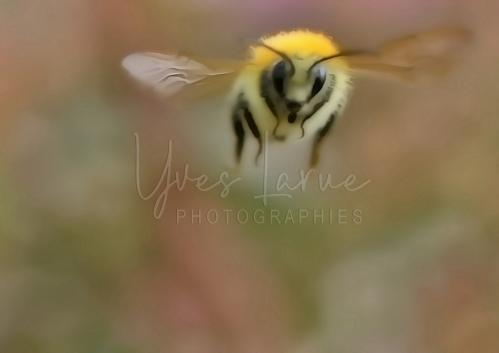 064_4902_une_abeille.jpg