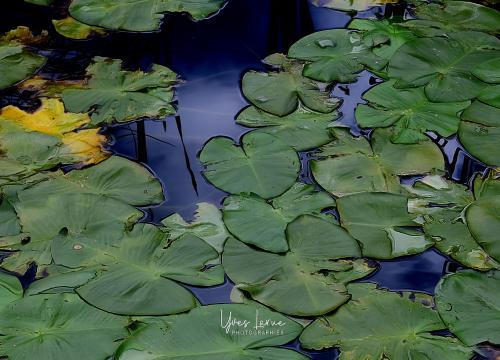 f_0853.jpg